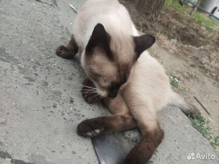 Сиамский кот
