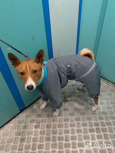 Одежда для собак