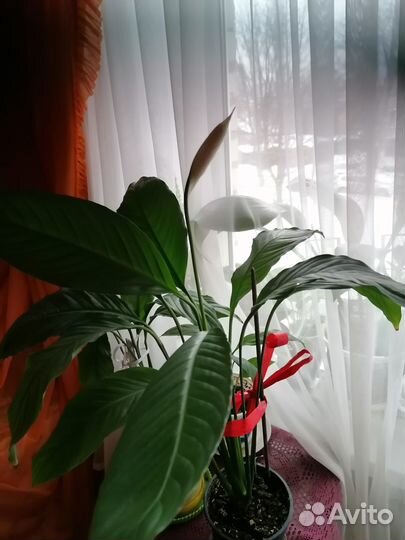 Продам замиокулькасы, цветы комнатные