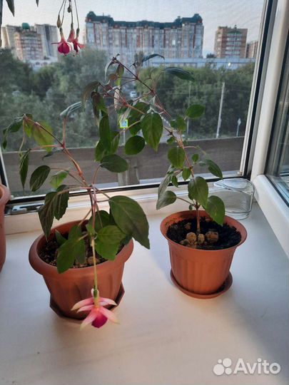 Комнатные цветы фуксия
