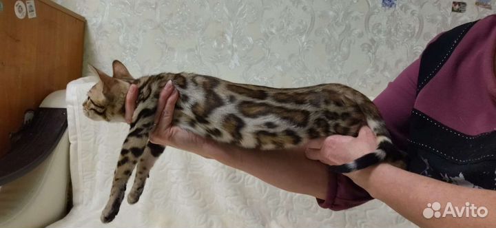 Котята бенгалы