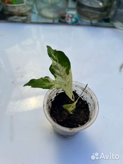 Фикусы Кёрли, пикси и голден моник