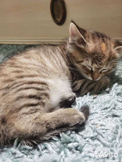 Котята в добрые руки бесплатно