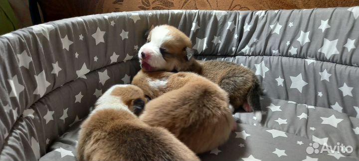 Вельш-корги пемброк