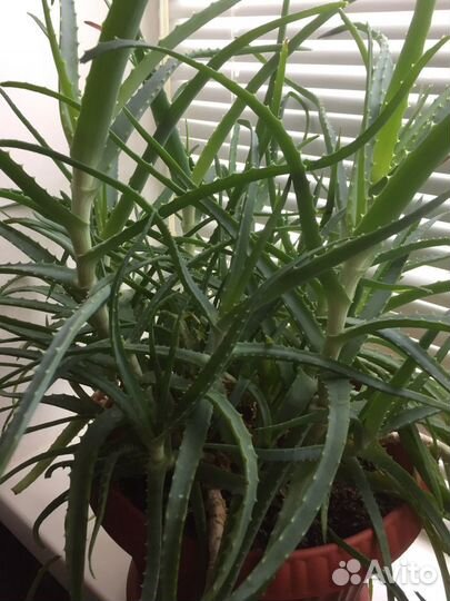 Продам комнатные растения