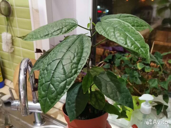 Клеродендрум томпсон