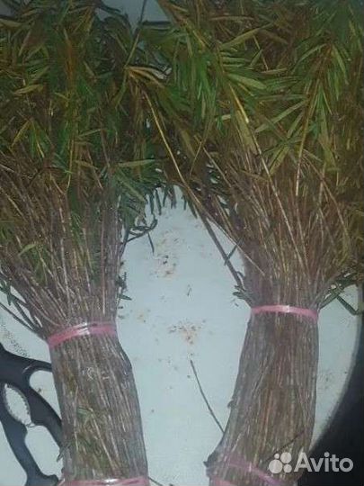 Веники и травы