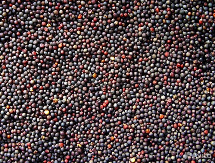 Рапс Эйнштейн - для профессионалов