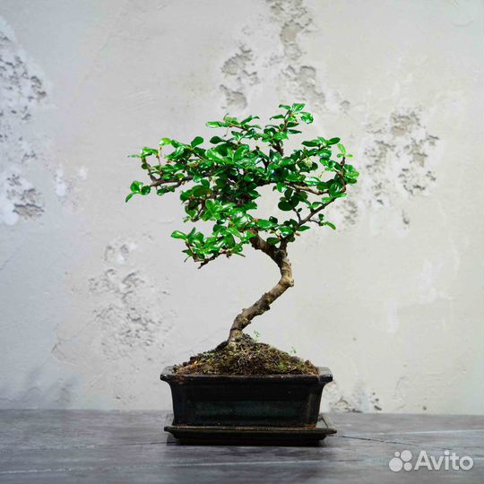 Дерево Бонсай - Кармона в стиле Мойоги 8 лет