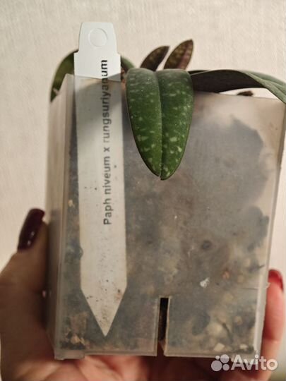 Paph. rungsuriyanum x niveum