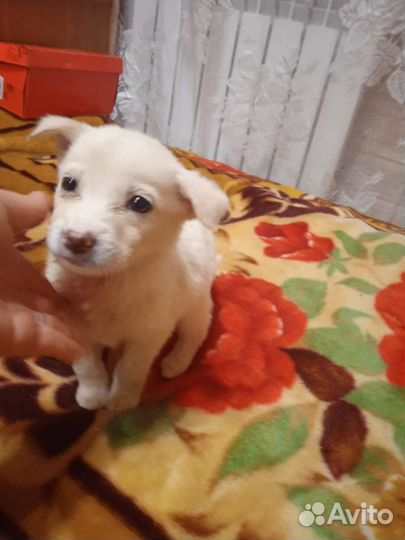 Щенок девочка Тая в добрые руки