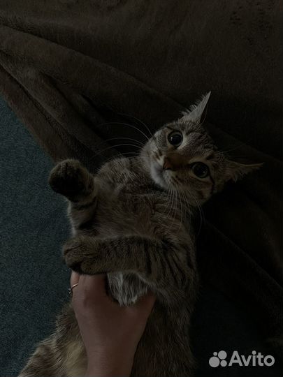 Кошка домашняя