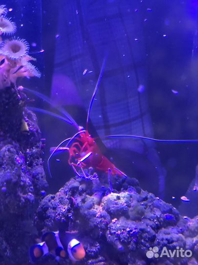 Морская креветка Доктор кардинал