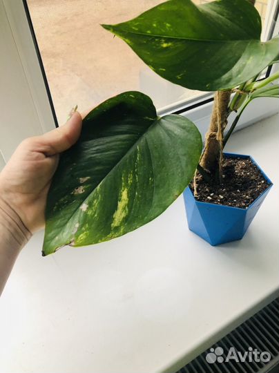 Эпипремнум хвост дракона