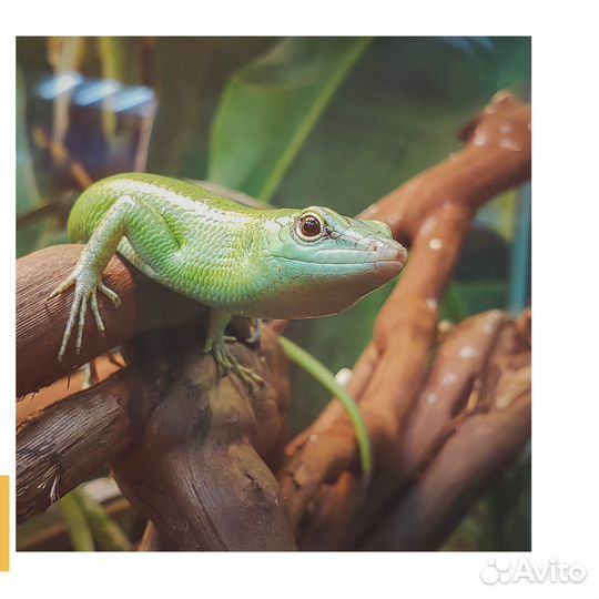 Герпетолог с выездом на дом