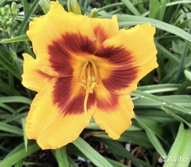 Продам лилейники