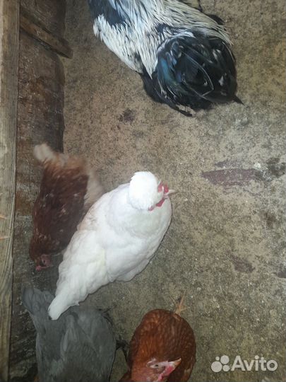 Натуральные удобрения для сада и огорода