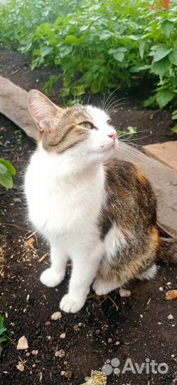 Кошка в дар