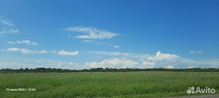 Картофель Продукты питания