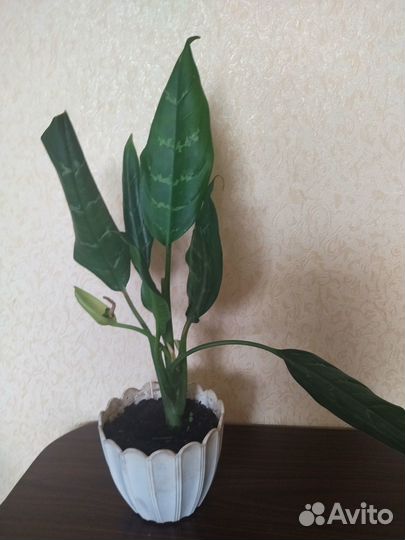 Аглаонема 2 вида