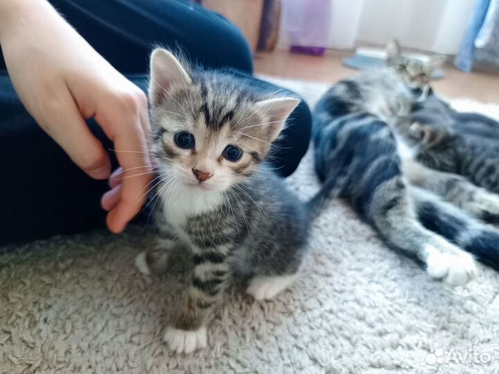 Котята в добрые руки