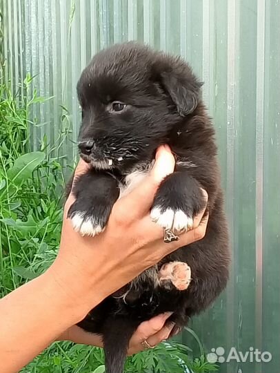 Щенки дворняшки