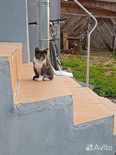 Котята, два мальчика, в добрые руки бесплатно