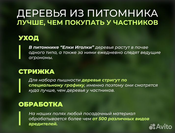 Ель Голубая 1 м