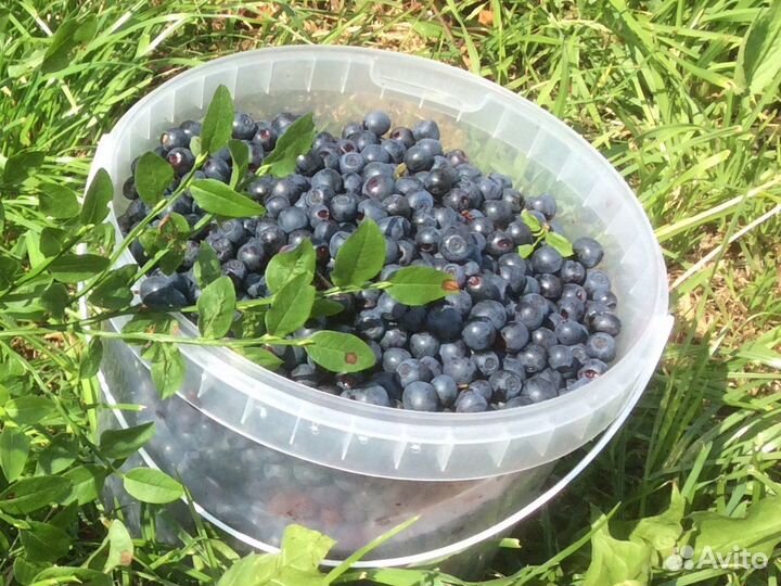 Лесные ягоды (черника) 2023