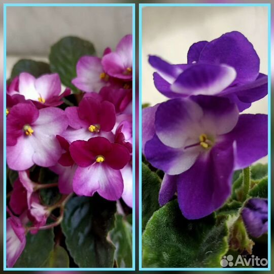 Фиалка Valeska Viol и Blue