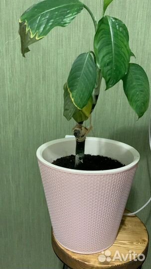 Дефинбахия