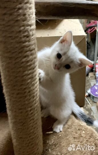 Отдам котят в добрые руки