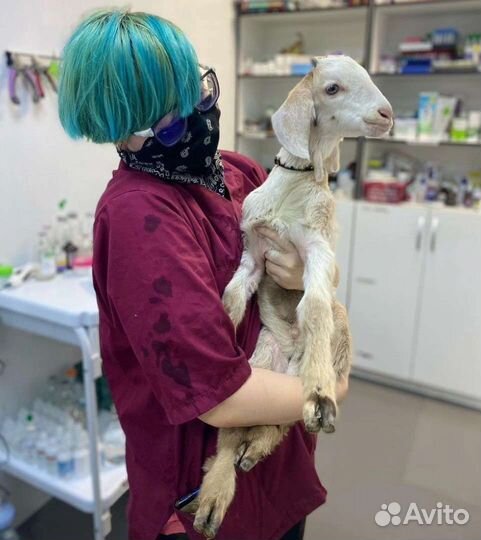 Передержка животных