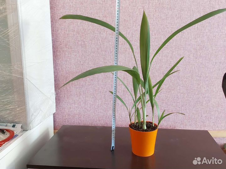 Шефлера, малочай