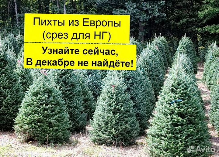 Пихты елки живые из Европы