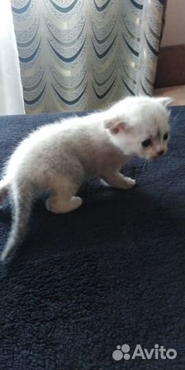 Котенок бесплатно