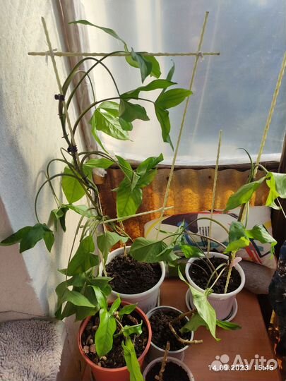 Монстера вариегатная