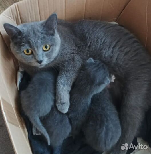 Британские котята