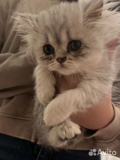 Перс мальчик