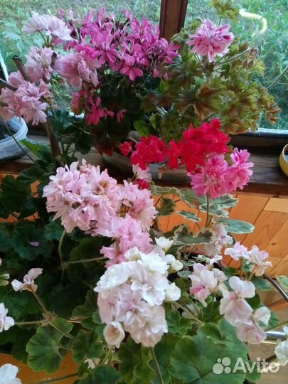 Пеларгонии сортовые