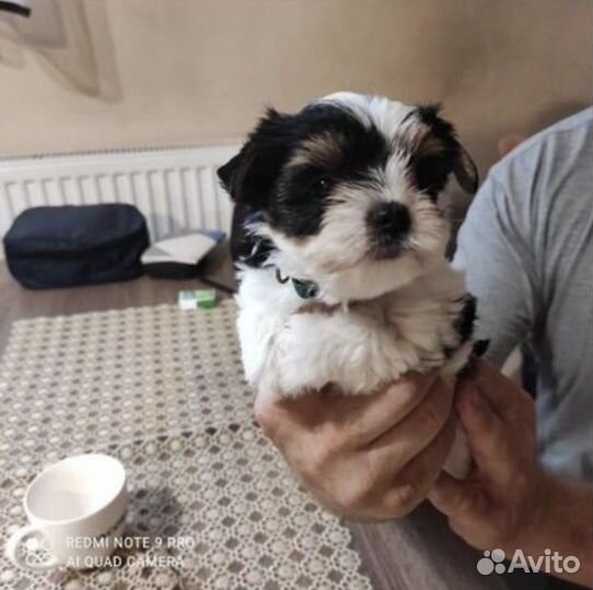 Микро Бивер