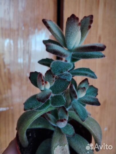 Суккуленты