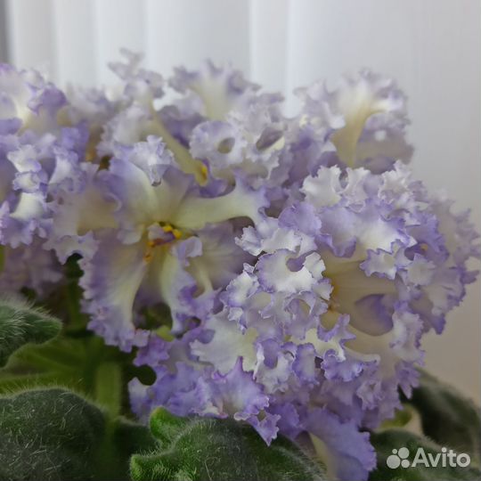 Сортовые фиалки