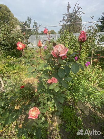 Розы садовые