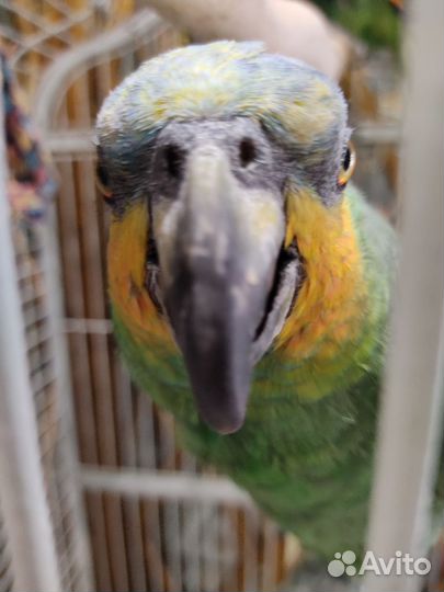 Венесуэльский Амазон попугай