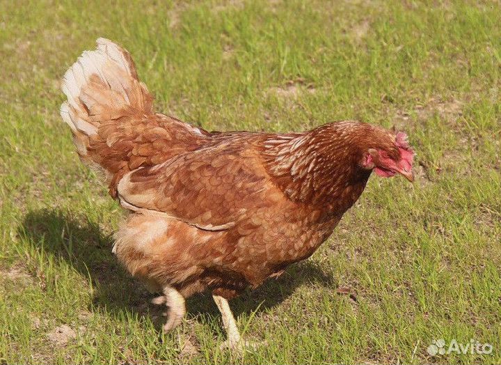 Кура несушка