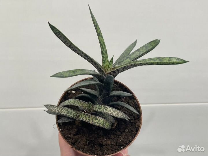 Хавортия. Гастерия