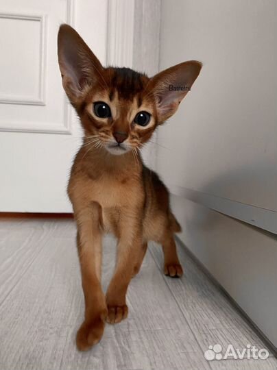 Абиссинские для ценителей