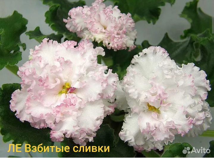 Фиалки сортовые