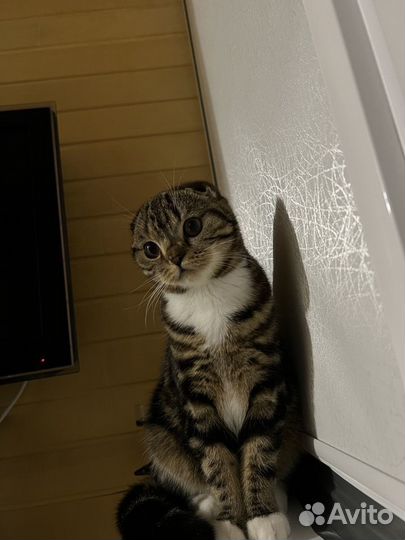 Кошка на вязку